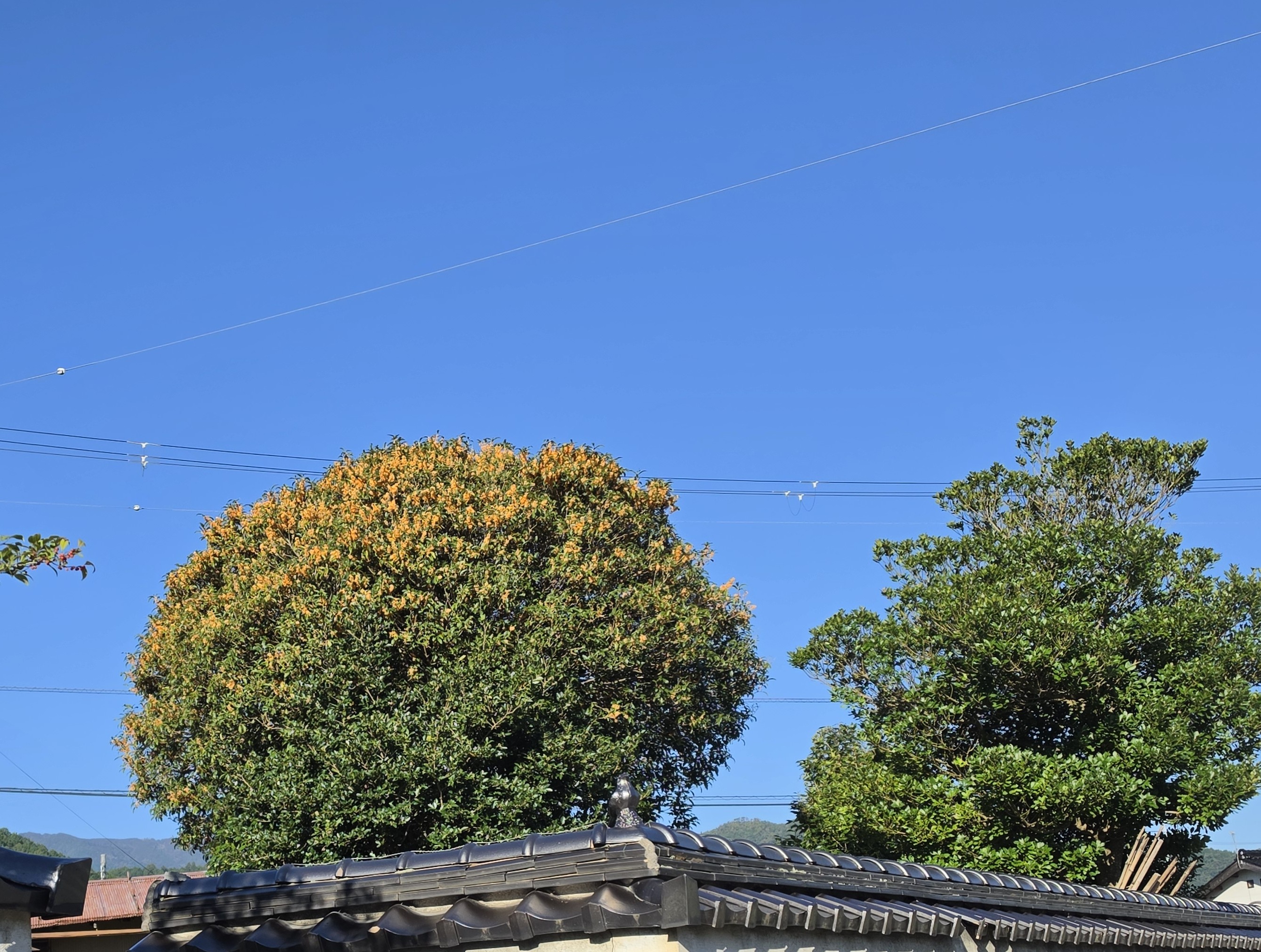 https://www.tamura-doken.co.jp/notice/images/%E3%82%AD%E3%83%B3%E3%83%A2%E3%82%AF%E3%82%BB%E3%82%A4.jpg